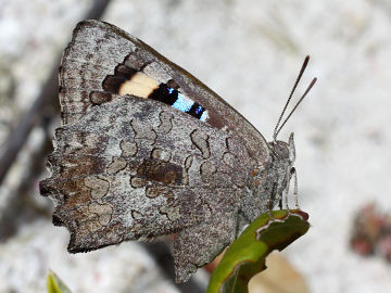 Small Bronze Azure