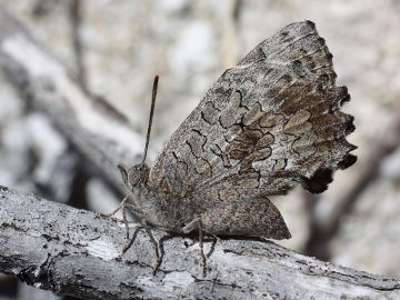 Small Bronze Azure