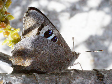 Small Bronze Azure