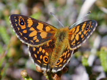 Spotted Alpine Xenica