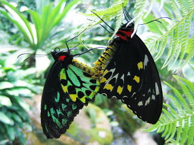 Cairns Birdwing