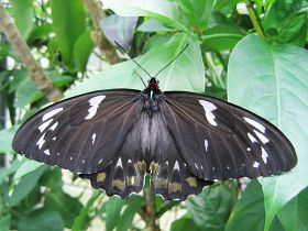 Cairns Birdwing