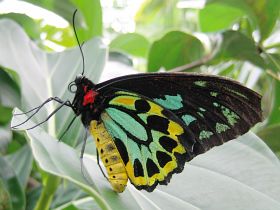 Cairns Birdwing