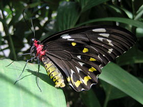 Cairns Birdwing