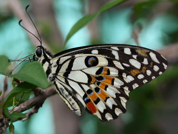 Papilio demoleus