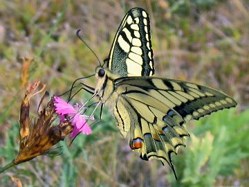 Papilio machaon