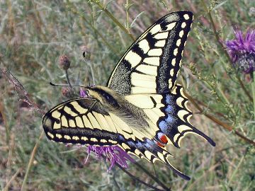 Papilio machaon