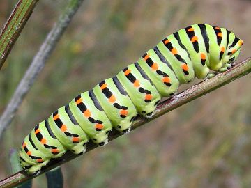 Papilio machaon