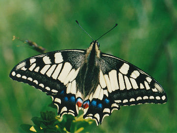 Papilio machaon