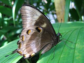 Ulysses Swallowtail