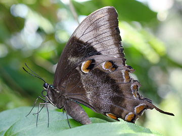 Ulysses Swallowtail