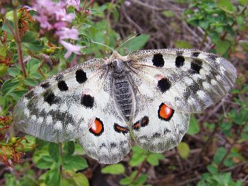 Parnassius apollo