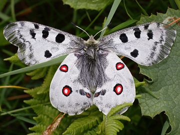 Parnassius apollo