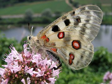 Parnassius apollo