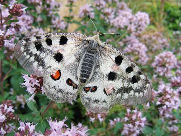 Parnassius apollo