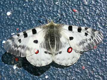 Parnassius apollo