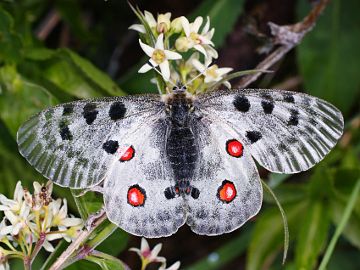 Parnassius apollo