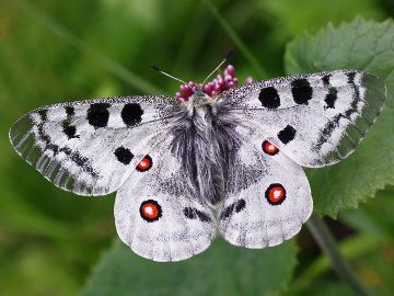 Parnassius apollo