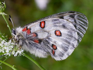 Parnassius apollo