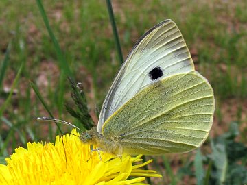 Pieris brassicae