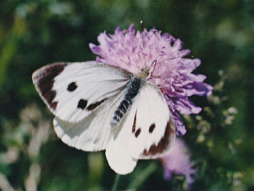 Pieris brassicae