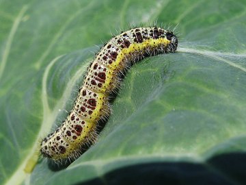 Pieris brassicae