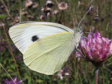 Pieris brassicae