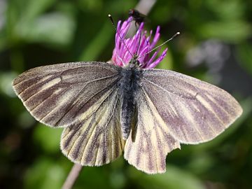 Pieris bryoniae