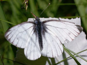 Pieris bryoniae