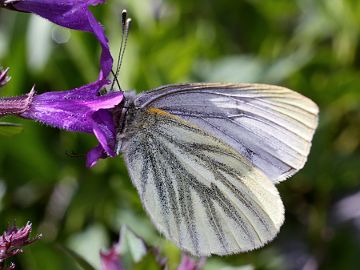 Pieris bryoniae