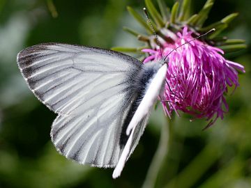 Pieris bryoniae