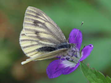 Pieris bryoniae