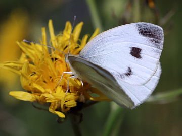 Pieris mannii