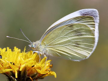 Pieris mannii
