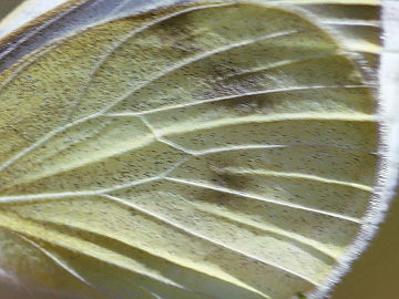 Pieris mannii