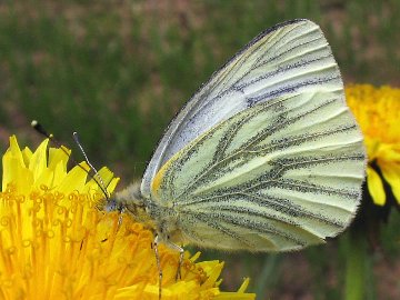 Pieris napi