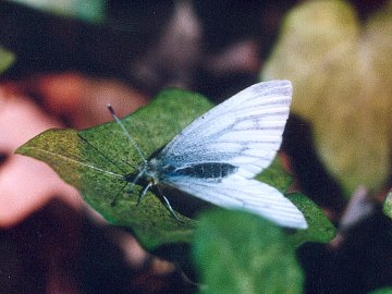 Pieris napi