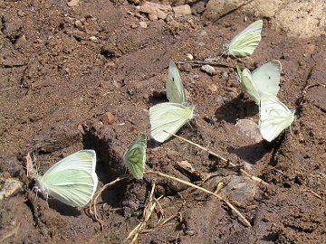 Pieris napi