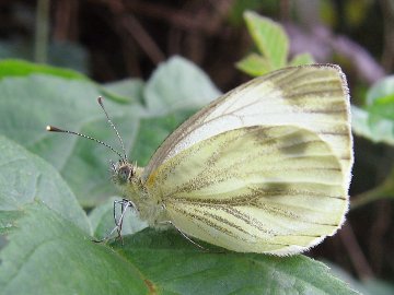 Pieris napi