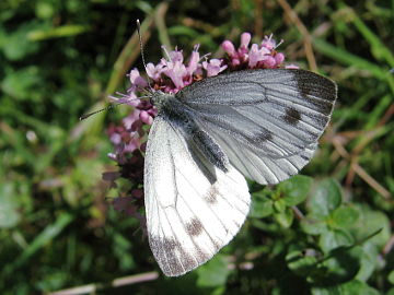 Pieris napi