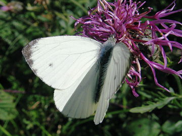 Pieris napi
