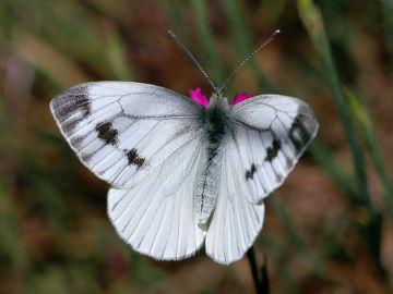 Pieris napi