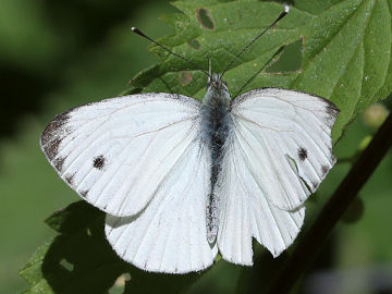 Pieris napi