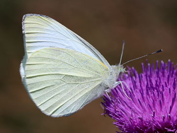 Pieris rapae