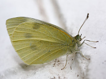 Cabbage White