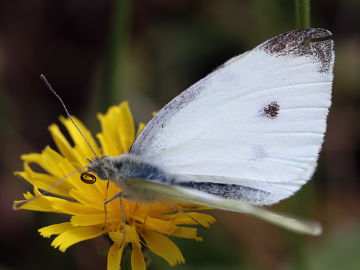 Pieris rapae