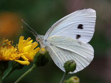 Pieris rapae