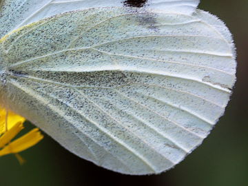 Pieris rapae