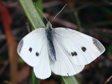 Cabbage White