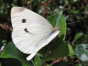 Pieris rapae